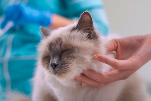 The Rising Pet Medical Supplies Industry
