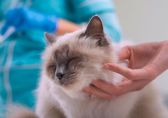 Pet Care Market Insight